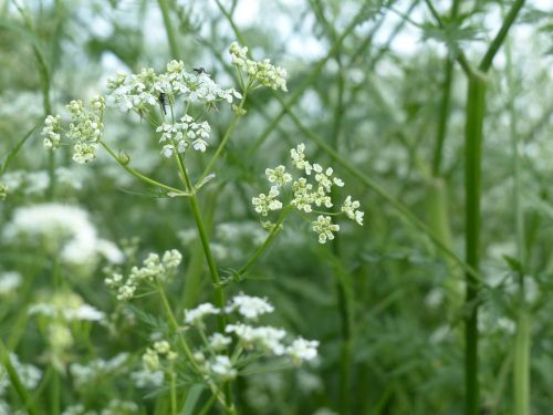 cow parsley blossom bloom