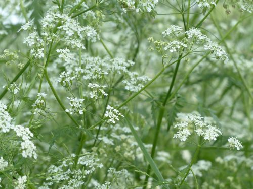 cow parsley blossom bloom
