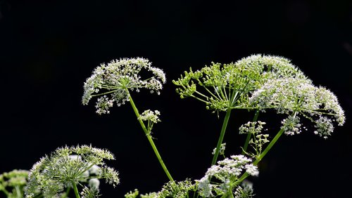 cow parsley  hemlock  chervil