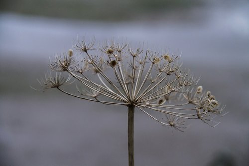 cow parsley  plant  meadow