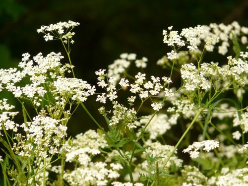 cow parsley chervil pointed flower