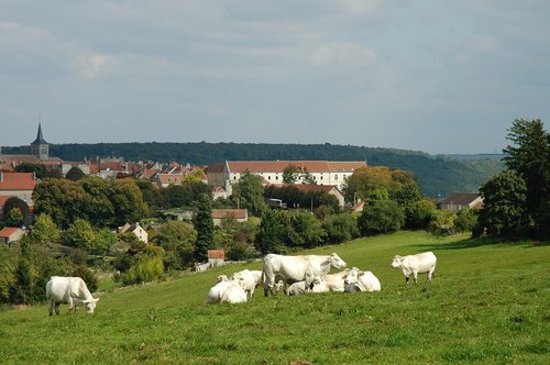 cow pasture  cows  landscape