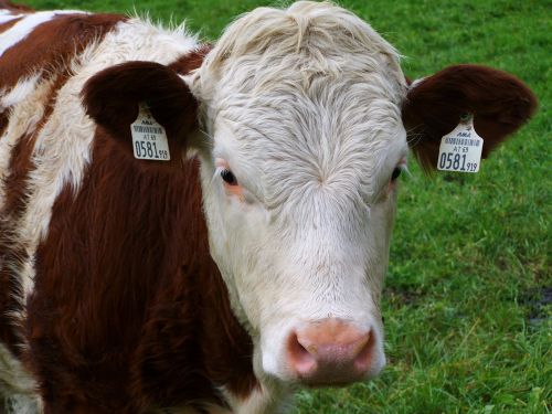 cow portrait brown and white cow bovine