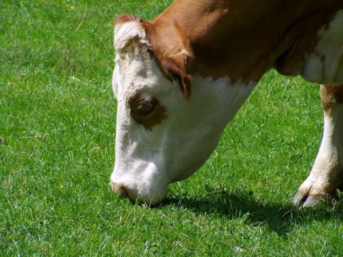 cow portrait browse brown and white cattle