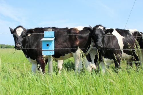 Cow With Blue Birdhouse