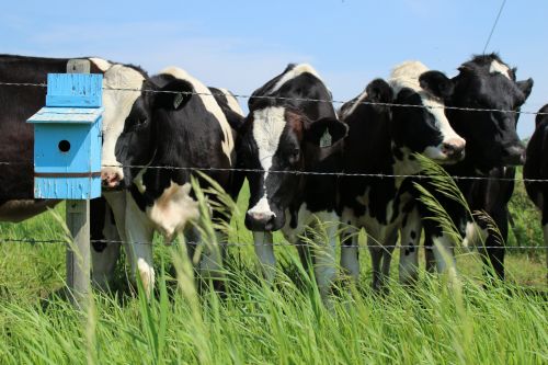 Cow With Blue Birdhouse