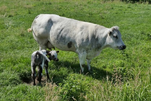 cow with calf  whey  spring