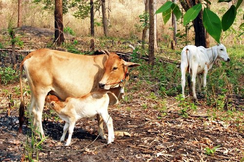 cow with calf  cattle  animal