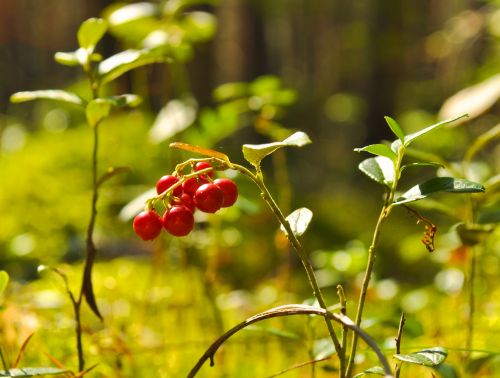 Cowberry