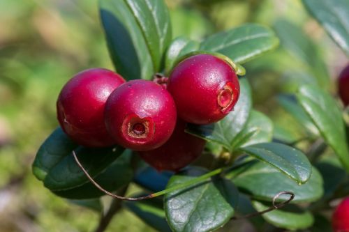 cowberry autumn red