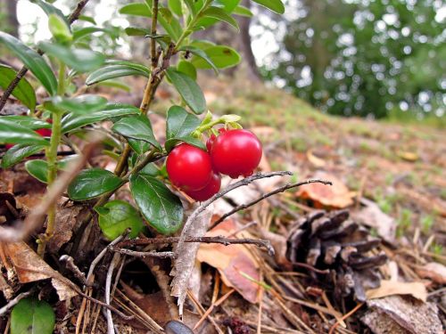 cowberry lingonberry twig twig