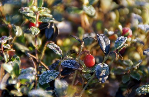 cowberry winter winter landscape