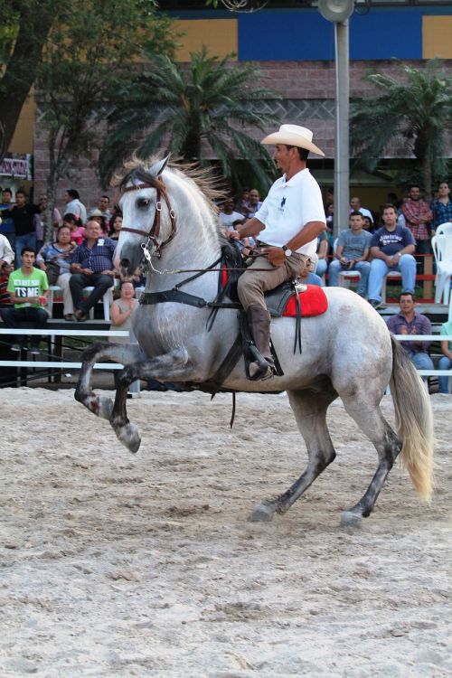 cowboy horse rider