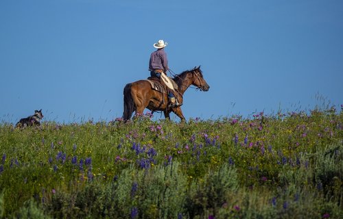 cowboy  ranch  western