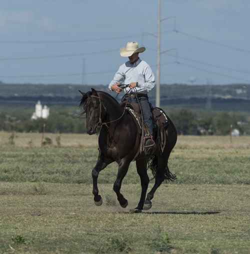 cowboy quarter horse trainer