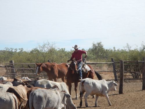 cowboy australia outback