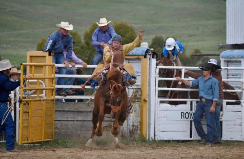 cowboys bronc rider rodeo