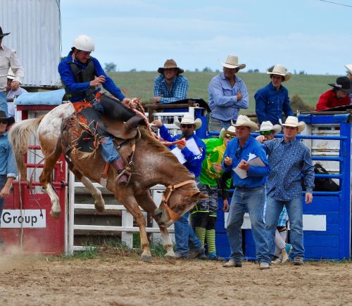 cowboys bronc rider rodeo