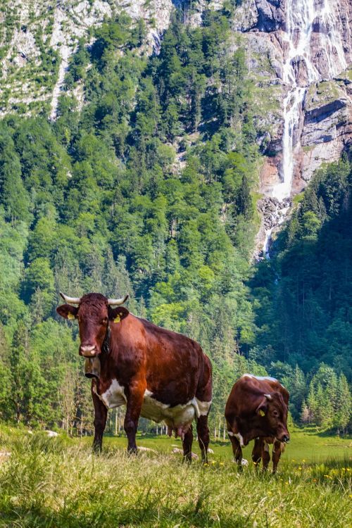 mountain alm cows