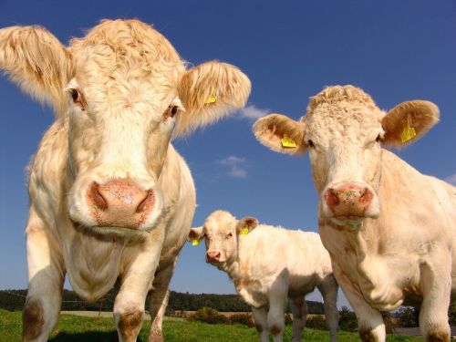 cows curious cattle