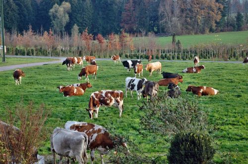 cows cow herd landscape