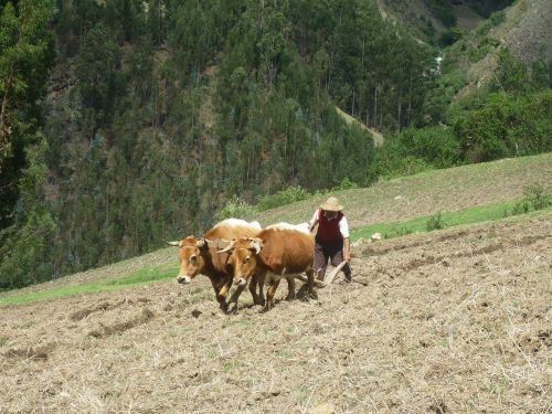 cows farm livestock