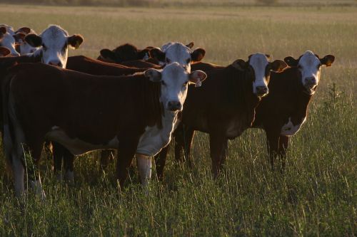 cows farm ranch