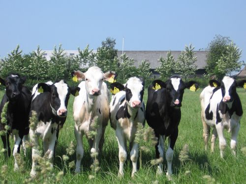 cows calves calf