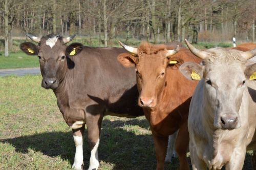 cows cattle simmental cattle