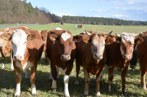 cows cattle simmental cattle
