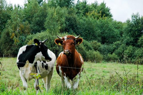 cows cow farm