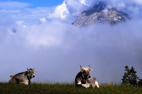 cows alm mountains pasture