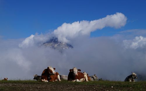 cows alm mountains pasture