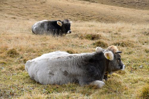 cows cow pasture