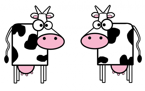 cows milk cows udders