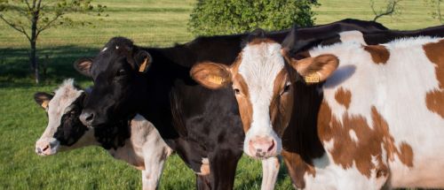 cows dairy cows cattle