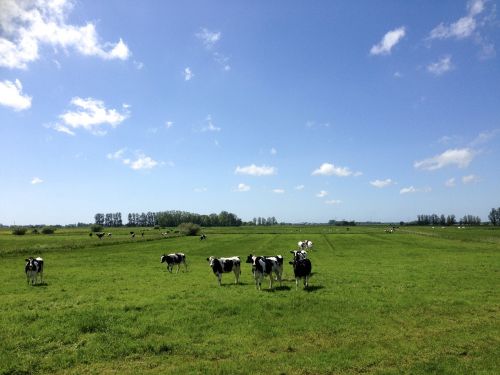 cows black and white pasture