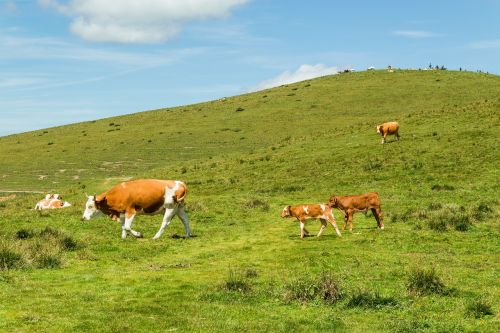 cows meadow pasture