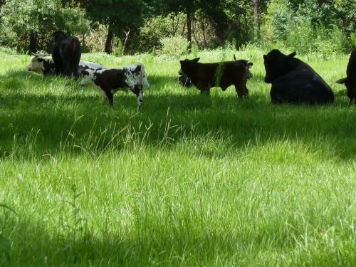 cows calves farm