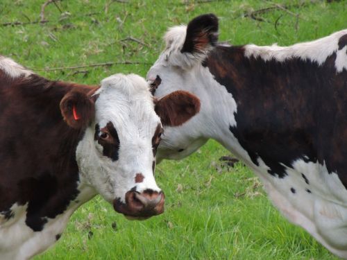 cows love and friendship animal husbandry