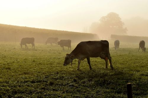 cows pasture meadow
