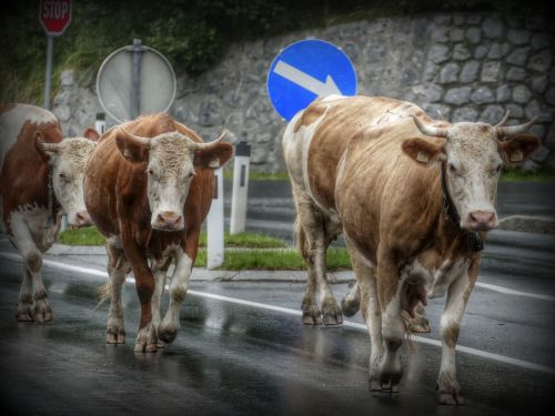 cows road cow