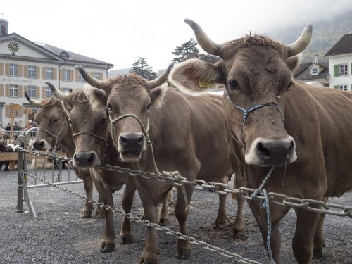 cows cattle show alpine
