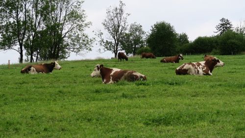 cows nature village