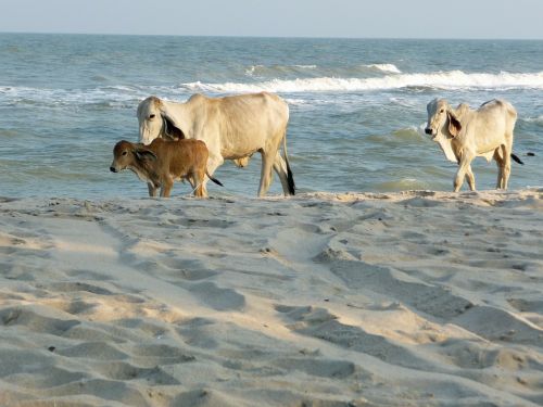 cows beach thailand