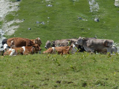 cows rest break