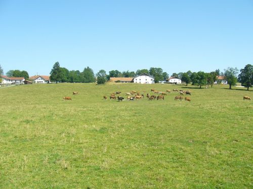 cows switzerland economy