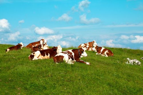 cows meadow mountain