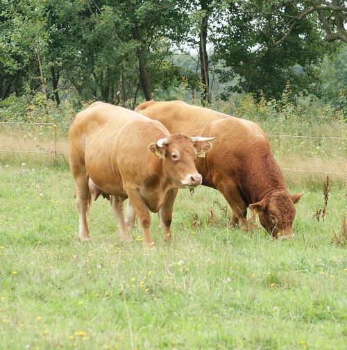 cows animal brown