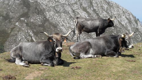 cows tudanca livestock
